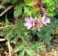 Erodium cicutarium